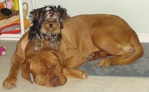 Combativenessdivabordeauxchaseyorkie