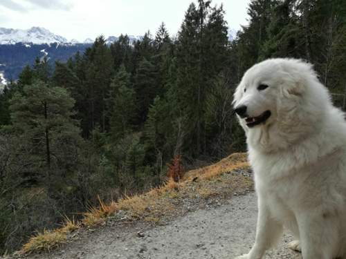 Fenris