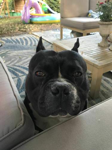 Coco Bello