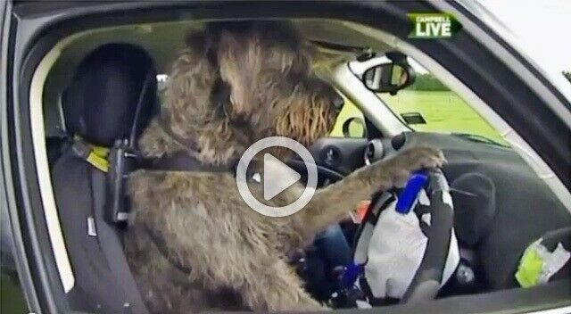 Monty am Volant eines Mini.