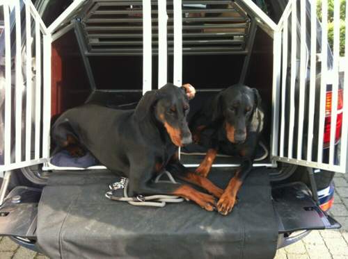 T-s-in-hundebox-klein