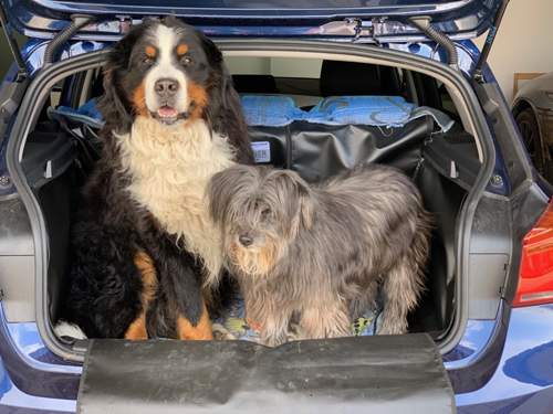 Hundetransporter