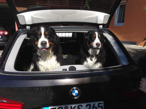 Hundetransporter