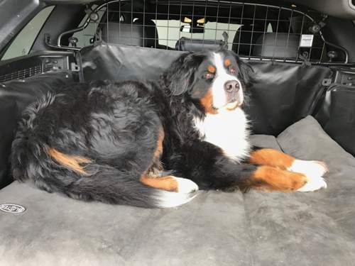Hundesenfte