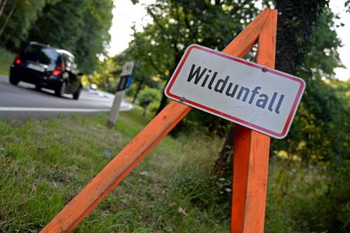 Nicht jeder Versicherer deckt Schäden mit Tieren ab. Zum Teil werden nur Wildunfällen mit Haarwild versichert