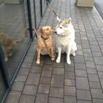 Platz für die beiden Hunde ist genug vorhanden