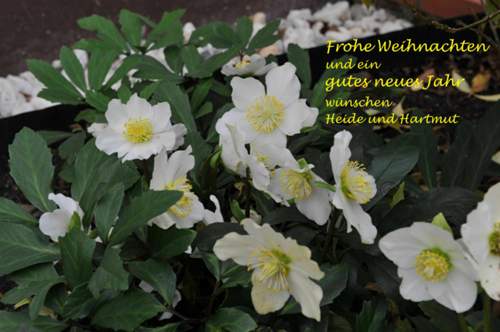 Weihnachtskarte-2015