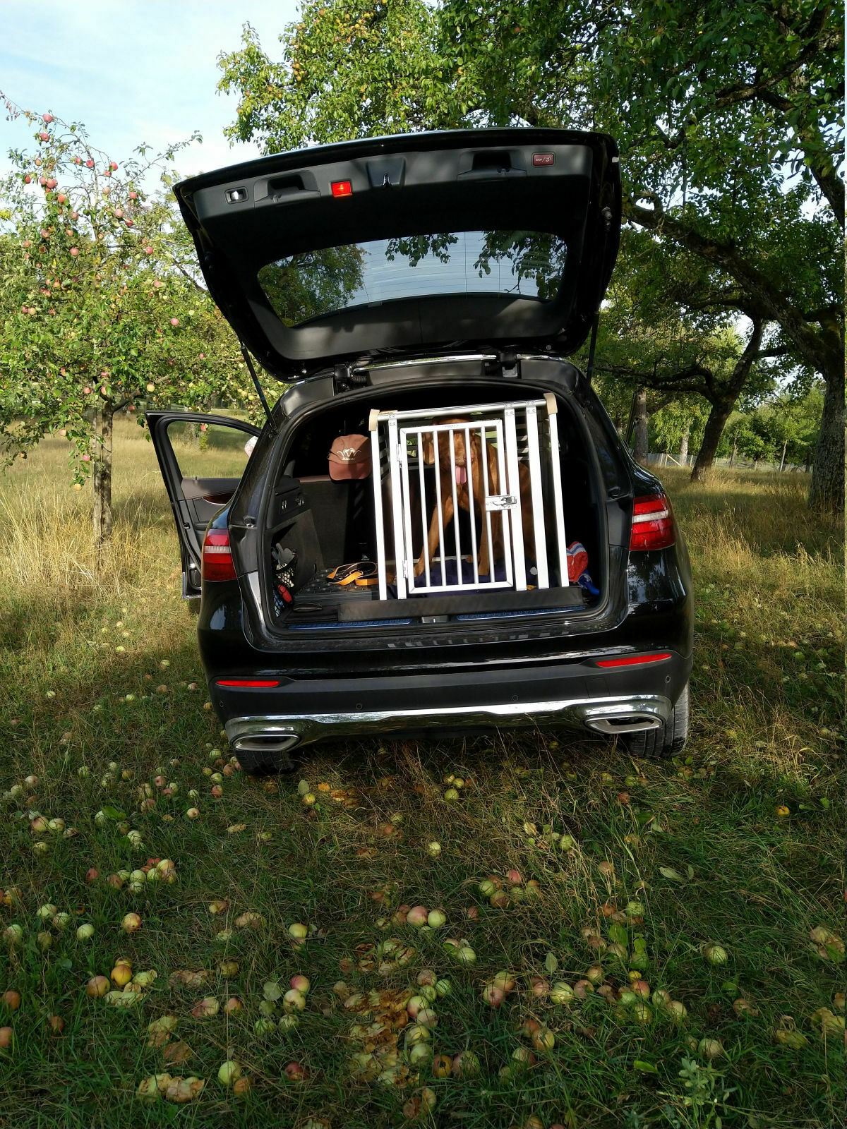 Welche Hundebox für den GLC