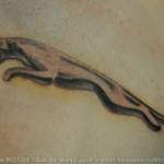 Jaguar Leaper frisch auf Fleisch
