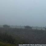 Gorillas im Nebel