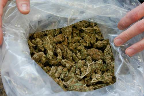 Marihuana: Der Besitz geringer Mengen und der Konsum wird in Deutschland meist nicht mehr strafrechtlich verfolgt