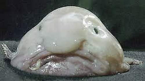 Blob