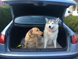 Zwei Hunde erfordern Kompromisse …hier die beiden im XXL Kofferraum des Peugeot 607 V6