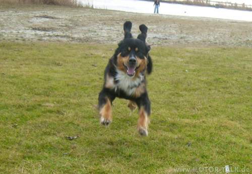 Dicker-fliegender-hund