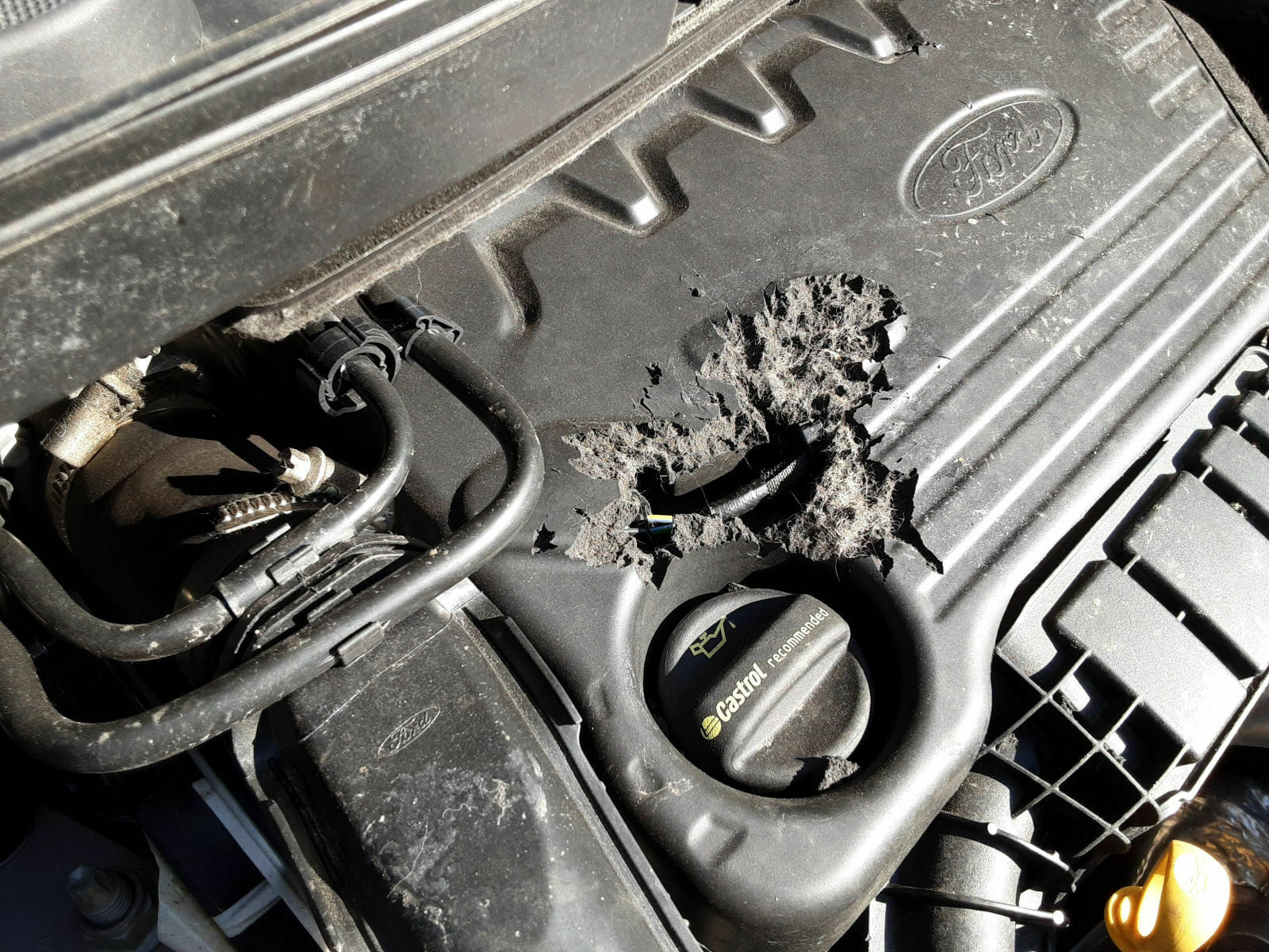 Wie kann das unter die Motorhaube kommen Vogelfutter vom Marder?
