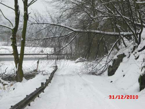 Baum-im-weg-vom-elch-im-schnee