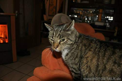 Kamin-kater