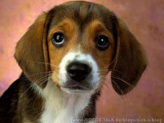 617493-puppy-eyes-p