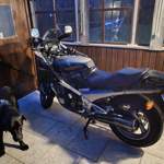 Yamaha FJ 1200 3YA abzugeben