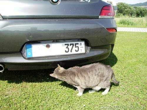 Z-4-mit-mischa-9-6-13-013