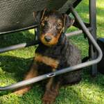 Jack zu Hause