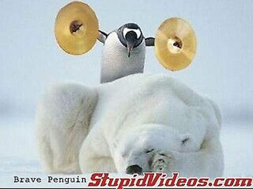 Der-brave-pinguin