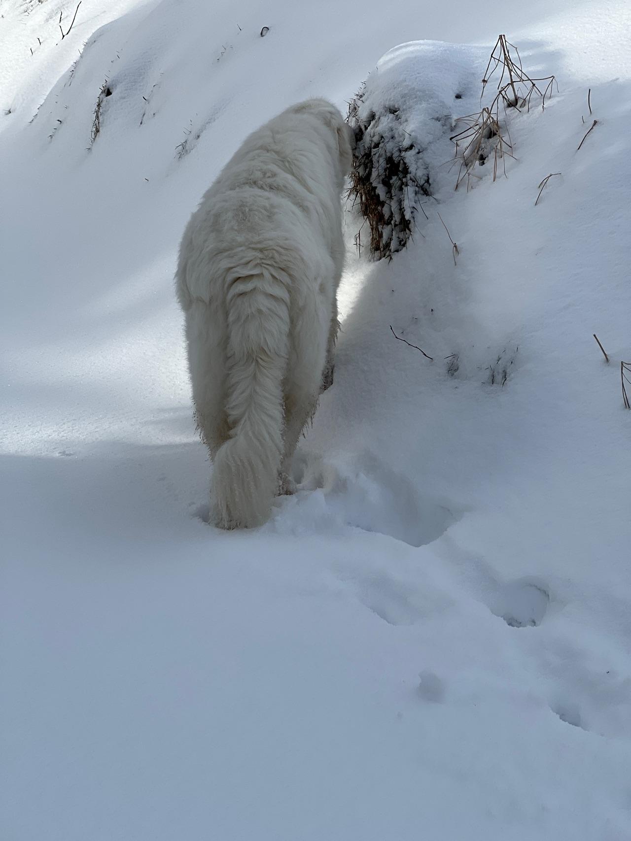 Hund ohne G, aber mit Schnee und Sonne.jpg