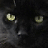 Avatar von arghhh76