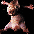Avatar von boover