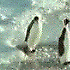 bursche57