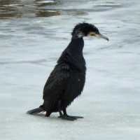 Avatar von coronello