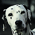 Avatar von Dalmatiner