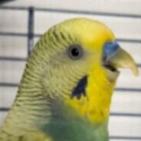 Avatar von ernesto_d_piepek