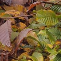 Avatar von EthanolAAM