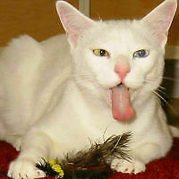 Avatar von Famelazar
