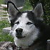 huskyboy