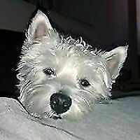 Avatar von IndyJones58