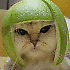 Kater Mo