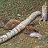 Avatar von landratte