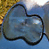 Avatar von pekiss