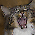 _Reinhard_