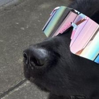 Avatar von Schnabeltasse