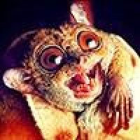 Avatar von schneegecko