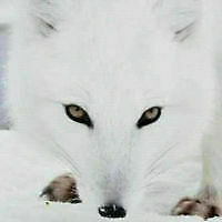 Silberfux