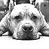 Avatar von Snoopeeh