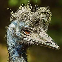 Avatar von Sohlenemu2