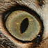Avatar von thaipit