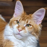 Avatar von Tiguan-Rookie