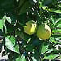 Avatar von Tuffi50