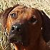 Avatar von wastl59